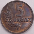 5 groszy 1949 r. brąz b.z.