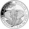 Somalia 100 szylingów 2021 Elephant Słoń NOWOŚĆ! TUBA
