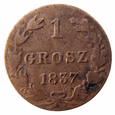 Polska 1 Grosz 1837 MW