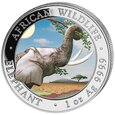 African Wildlife: Słoń Somalijski 