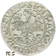 PGNUM - Półgrosz (1/2 grosza) 1559, mennica Wilno. PCGS MS 63