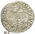 PGNUM - Półgrosz (1/2 grosza) 1557, mennica Wilno. PCGS MS 63