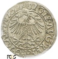 PGNUM - Półgrosz (1/2 grosza) 1557, mennica Wilno. PCGS MS 62